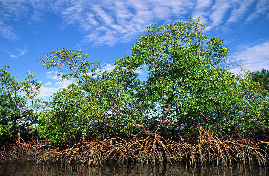 red-mangrove-east-coast-brazil-pete-oxford.jpg